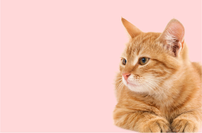 Smart Home mit LOXONE